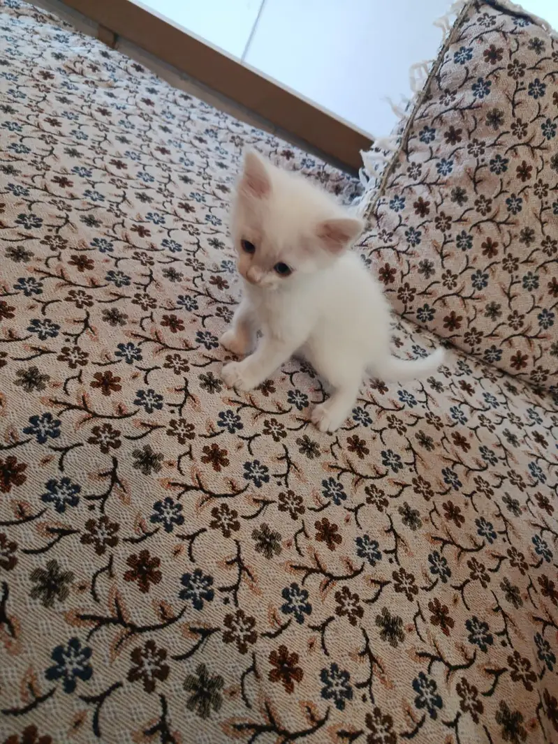 white Persian kittens Islamabad / bani gala — photo 9