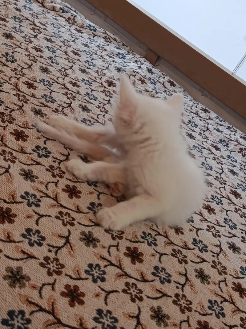 white Persian kittens Islamabad / bani gala — photo 10