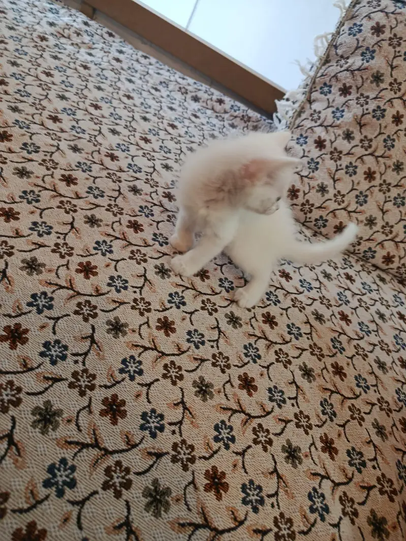 white Persian kittens Islamabad / bani gala — photo 11