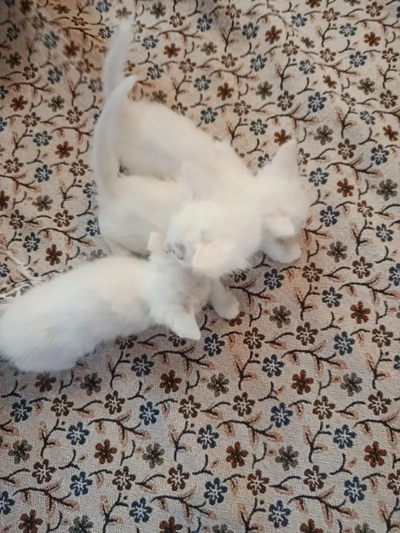 white Persian kittens Islamabad / bani gala — photo 12