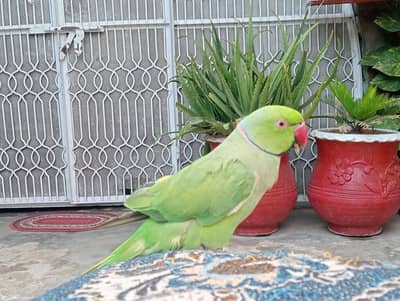2 male available high qualite