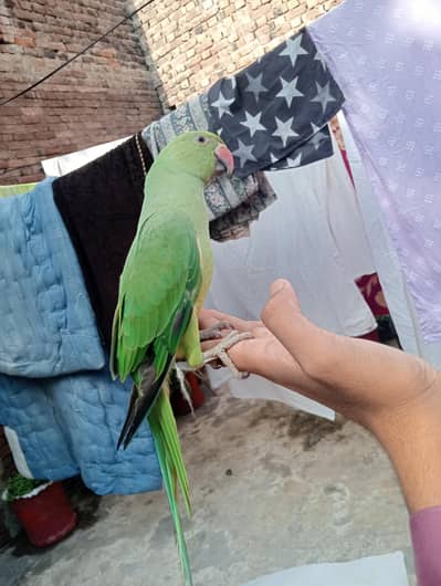 1 male available high qualite