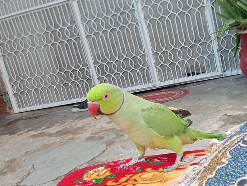 2 male available high qualite — photo 3