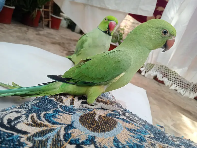 2 male available high qualite — photo 4