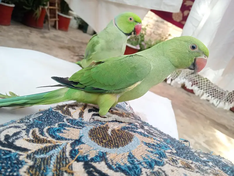 2 male available high qualite — photo 5