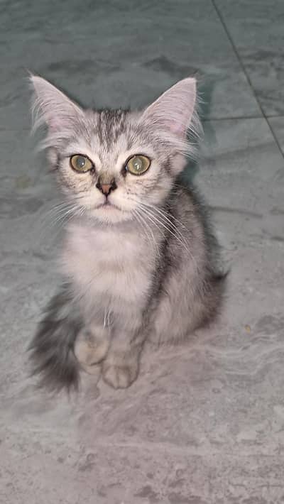 sami person age 3month 2 female male