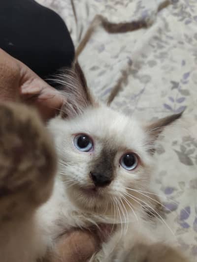 Himalayan Persian kitten