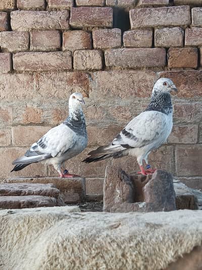 quality pigeon