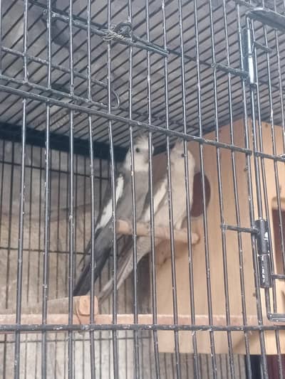 lovebirds, Cocktail, Fisher, Latino, Budgie, Java, Finches. . .