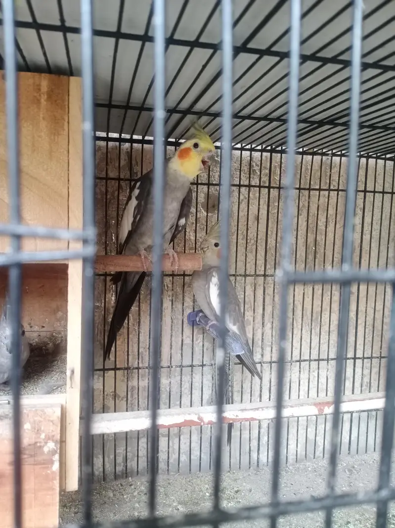 lovebirds, Cocktail, Fisher, Latino, Budgie, Java, Finches. . . — photo 2