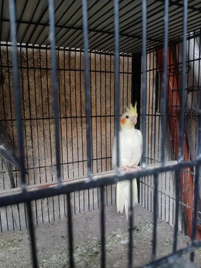 lovebirds, Cocktail, Fisher, Latino, Budgie, Java, Finches. . . — photo 3