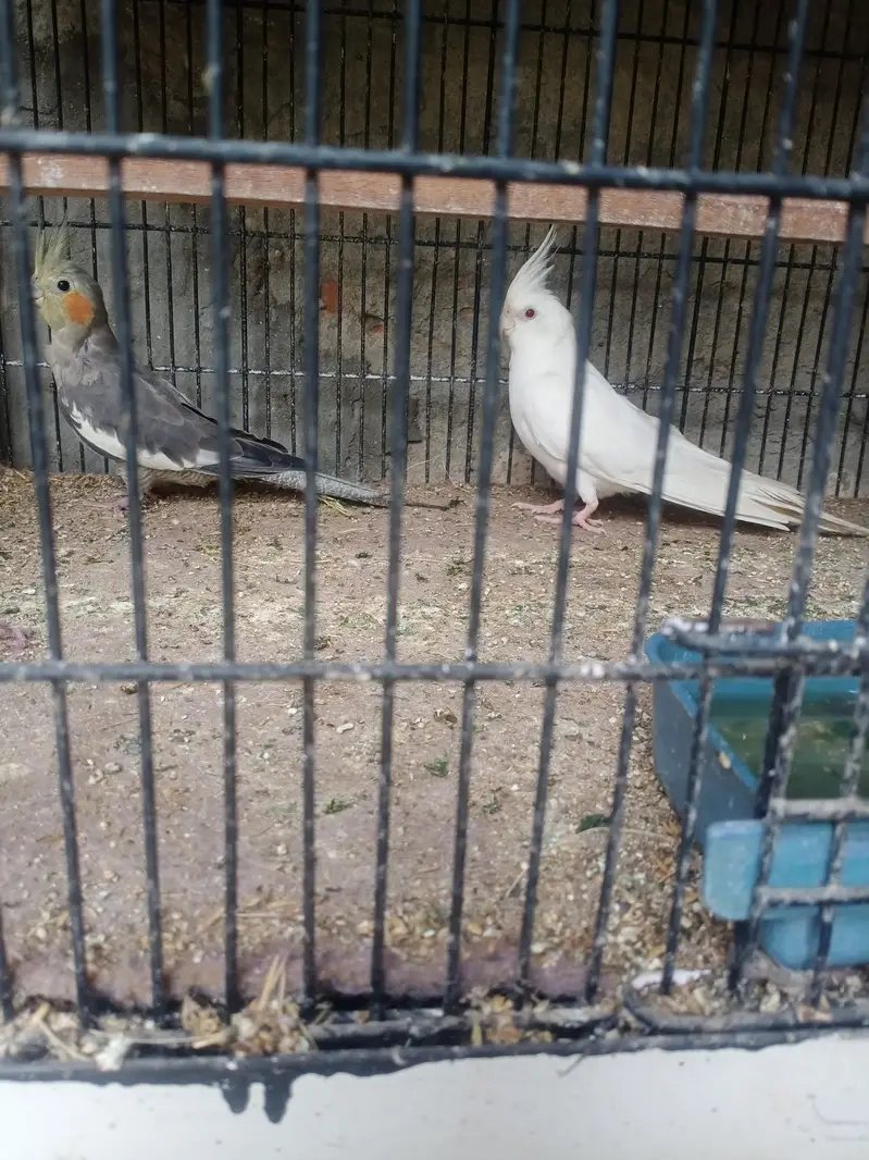 lovebirds, Cocktail, Fisher, Latino, Budgie, Java, Finches. . . — photo 4