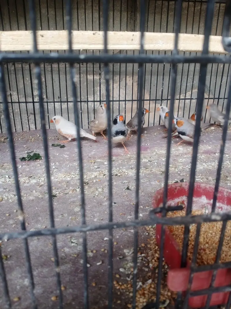 lovebirds, Cocktail, Fisher, Latino, Budgie, Java, Finches. . . — photo 5