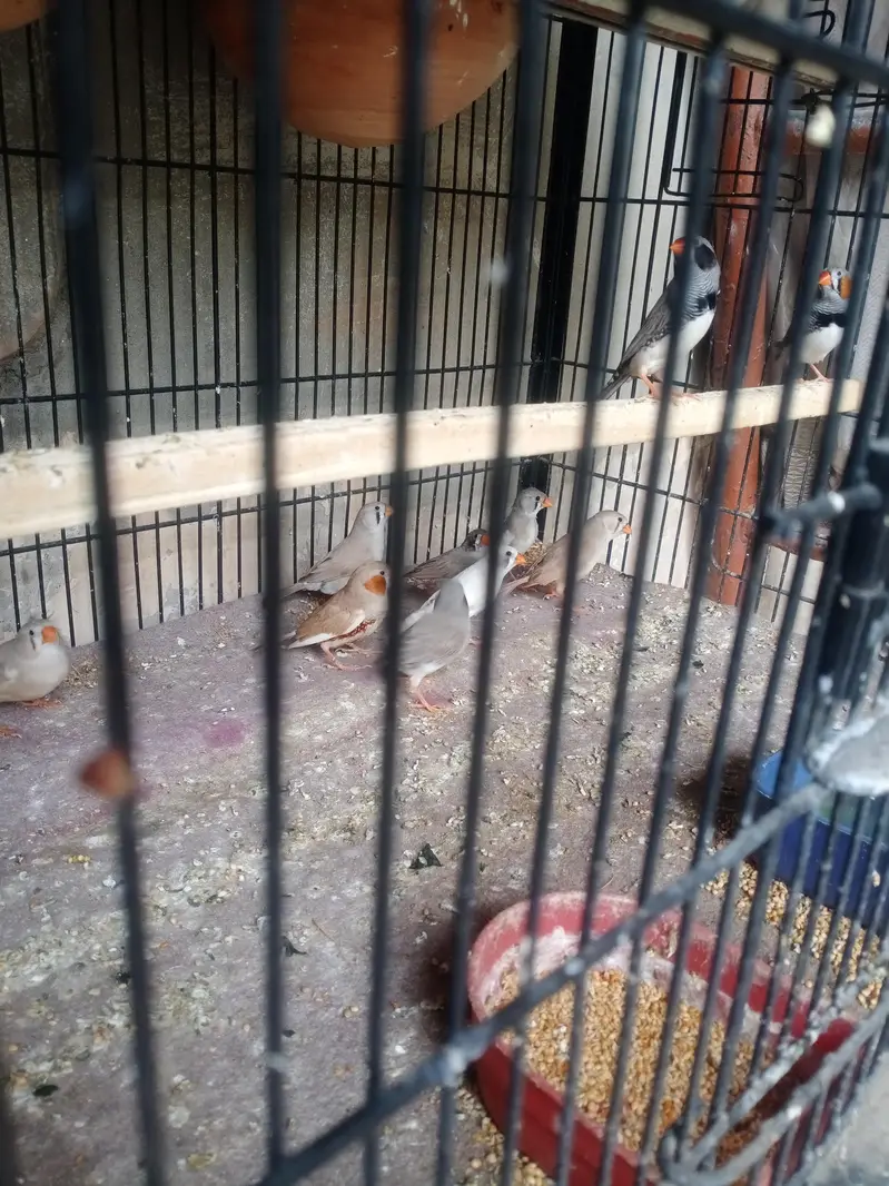 lovebirds, Cocktail, Fisher, Latino, Budgie, Java, Finches. . . — photo 6