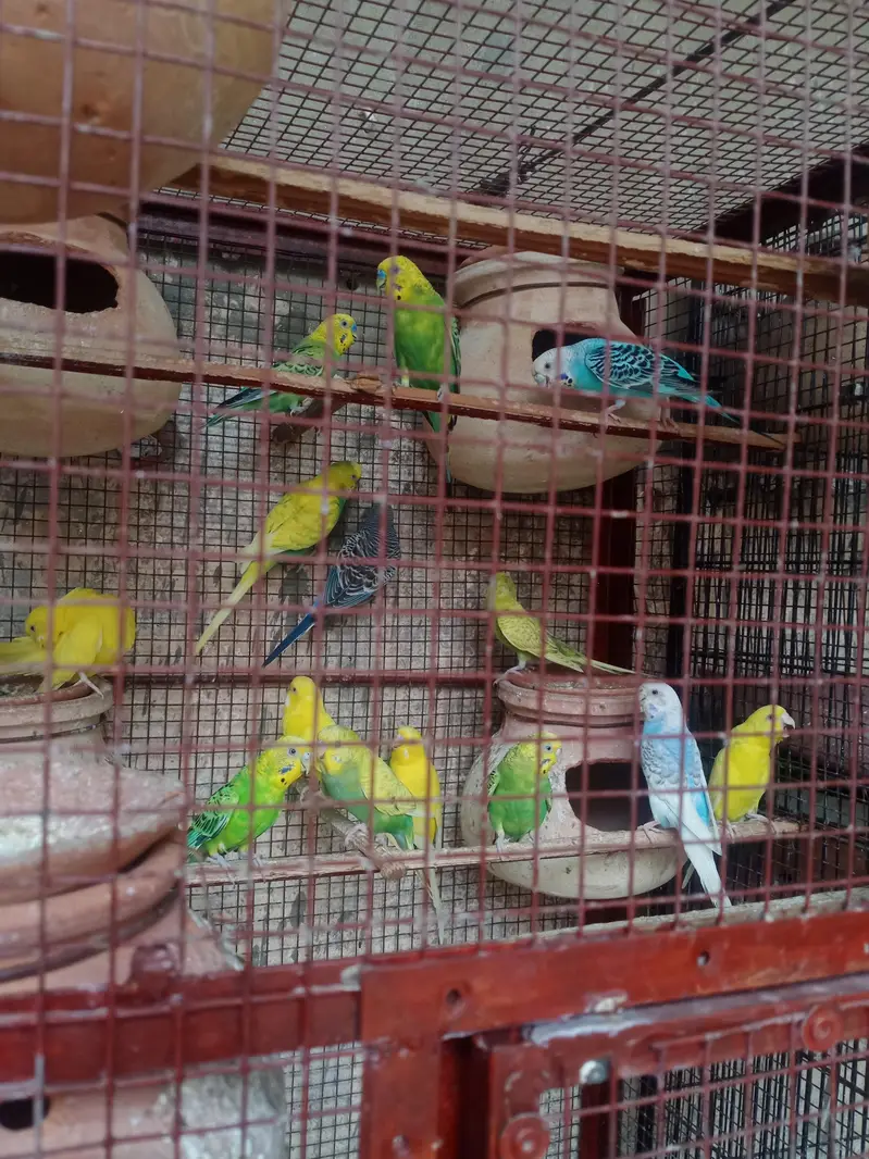 lovebirds, Cocktail, Fisher, Latino, Budgie, Java, Finches. . . — photo 7