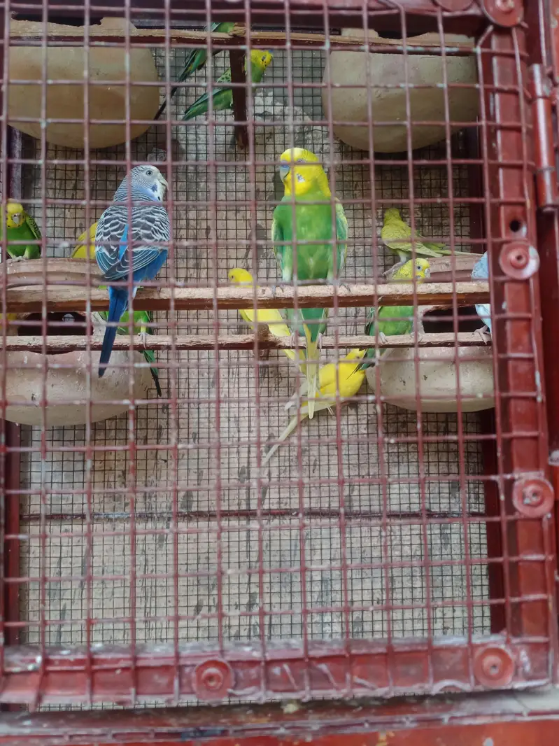 lovebirds, Cocktail, Fisher, Latino, Budgie, Java, Finches. . . — photo 8