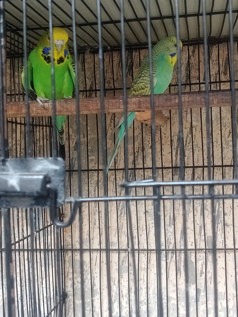 lovebirds, Cocktail, Fisher, Latino, Budgie, Java, Finches. . . — photo 9