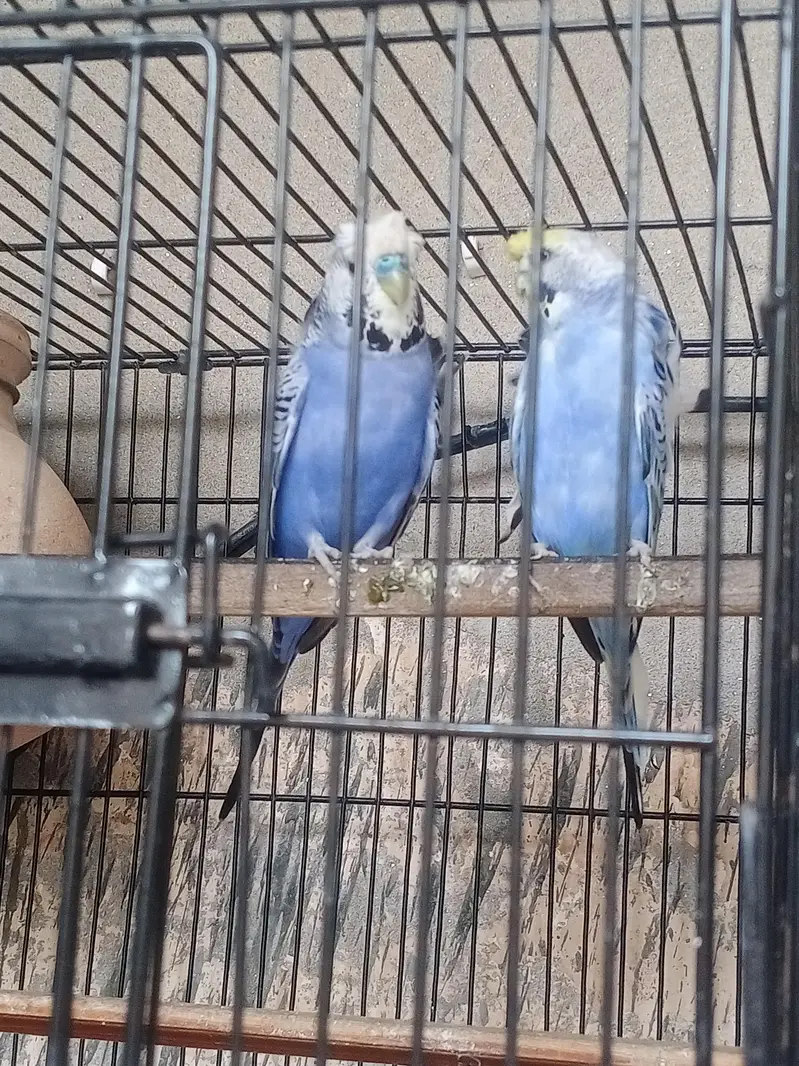 lovebirds, Cocktail, Fisher, Latino, Budgie, Java, Finches. . . — photo 10