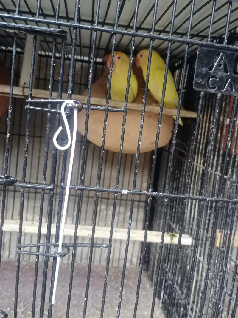 lovebirds, Cocktail, Fisher, Latino, Budgie, Java, Finches. . . — photo 11