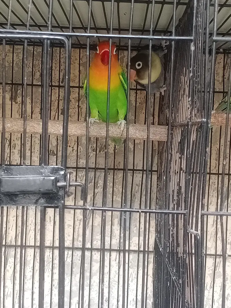 lovebirds, Cocktail, Fisher, Latino, Budgie, Java, Finches. . . — photo 12