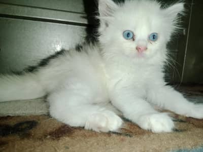 White Triple Coated Persian Kittens | Blue Eyes |