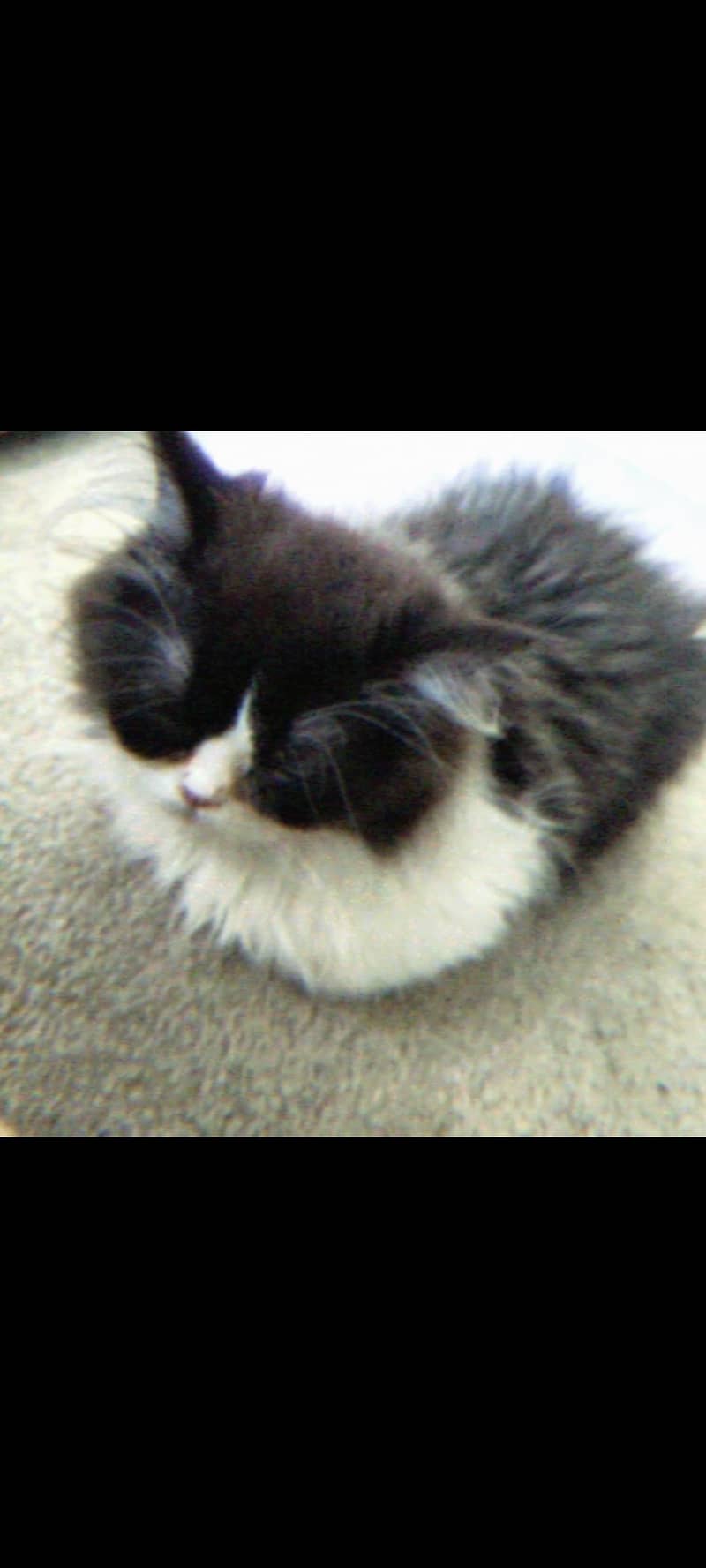Pair cats 1