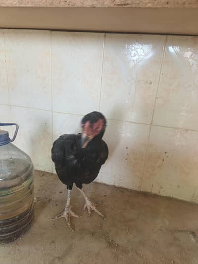 aseel imported hen