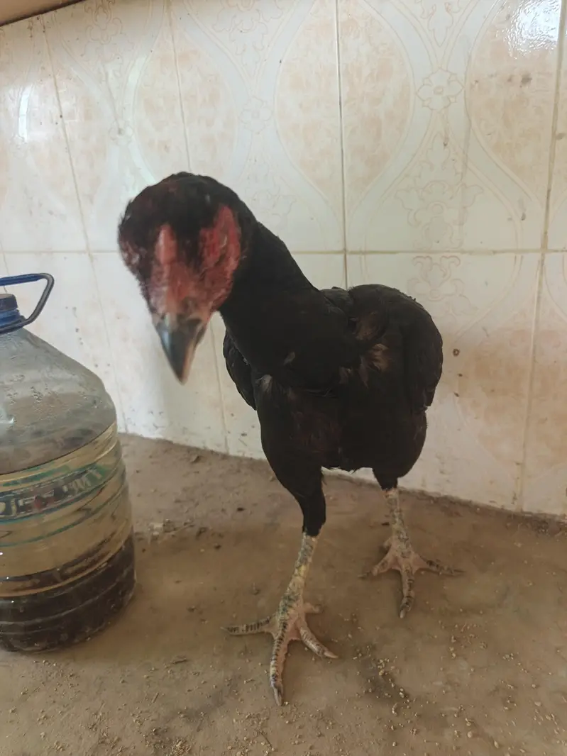 aseel imported hen — photo 2