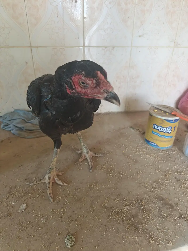 aseel imported hen — photo 4