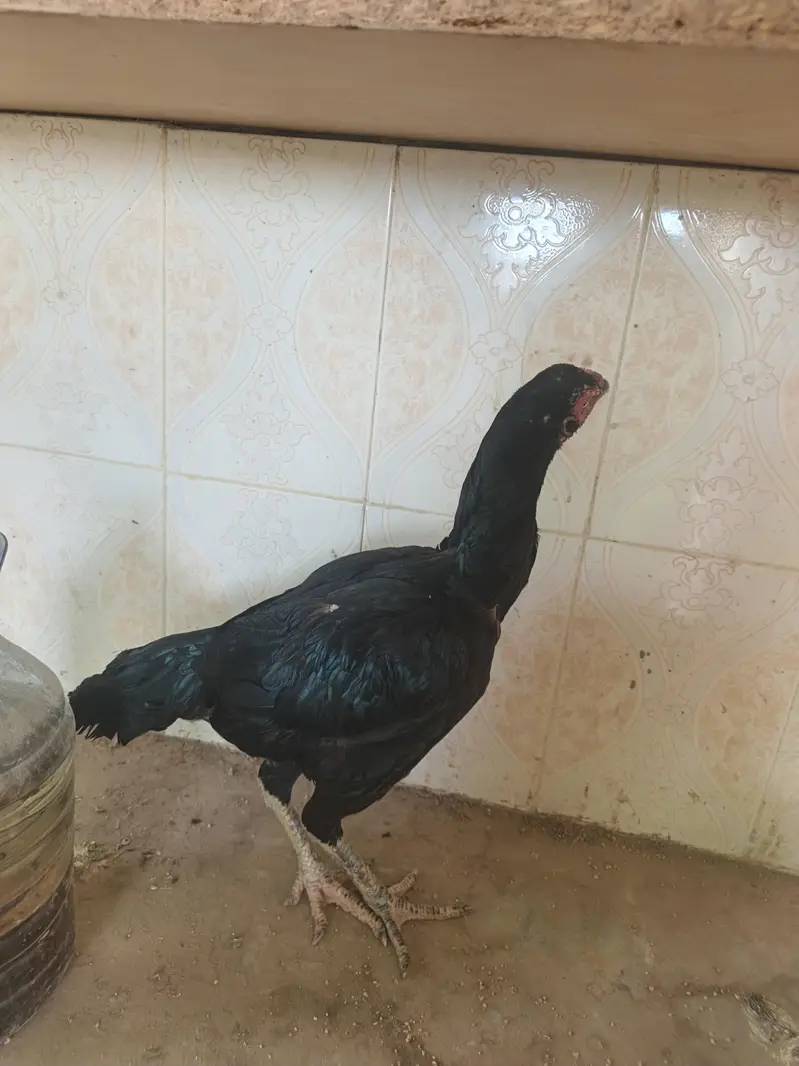 aseel imported hen — photo 5