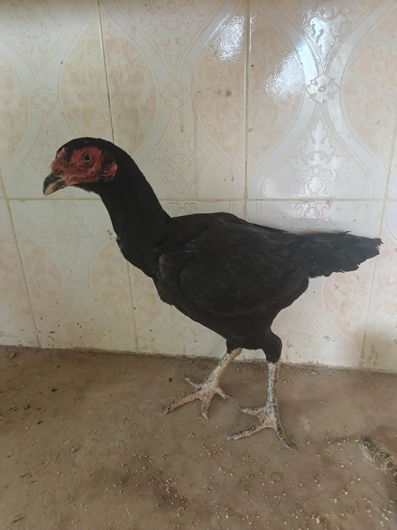 aseel imported hen — photo 6