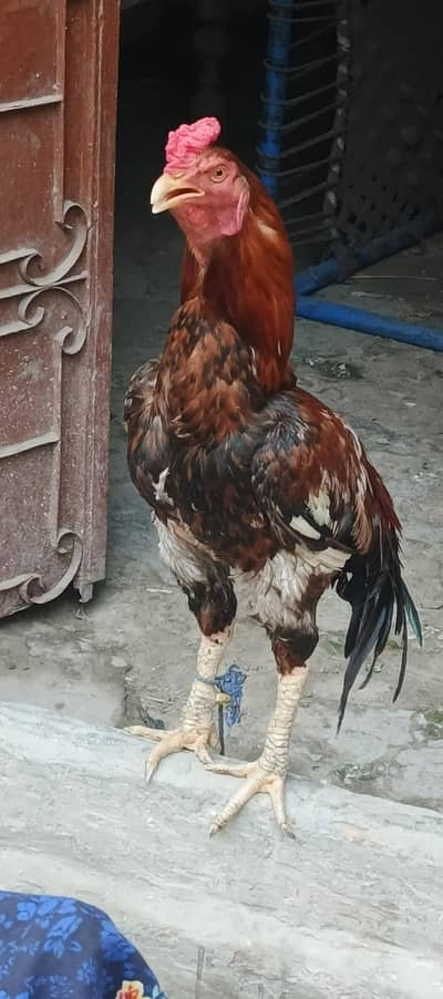Active And Healthy Aseel Mianwali Breeder Murga For sale