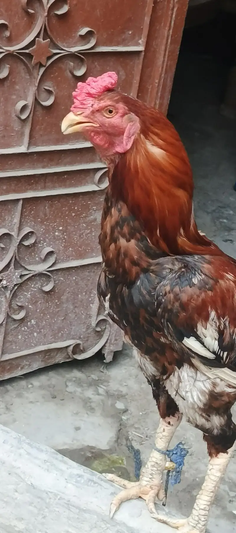 Active And Healthy Aseel Mianwali Breeder Murga For sale — photo 2
