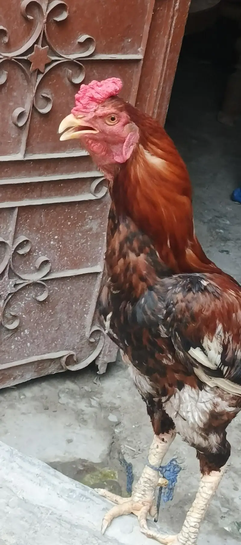 Active And Healthy Aseel Mianwali Breeder Murga For sale — photo 3
