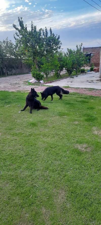 Belgium shepherd pair