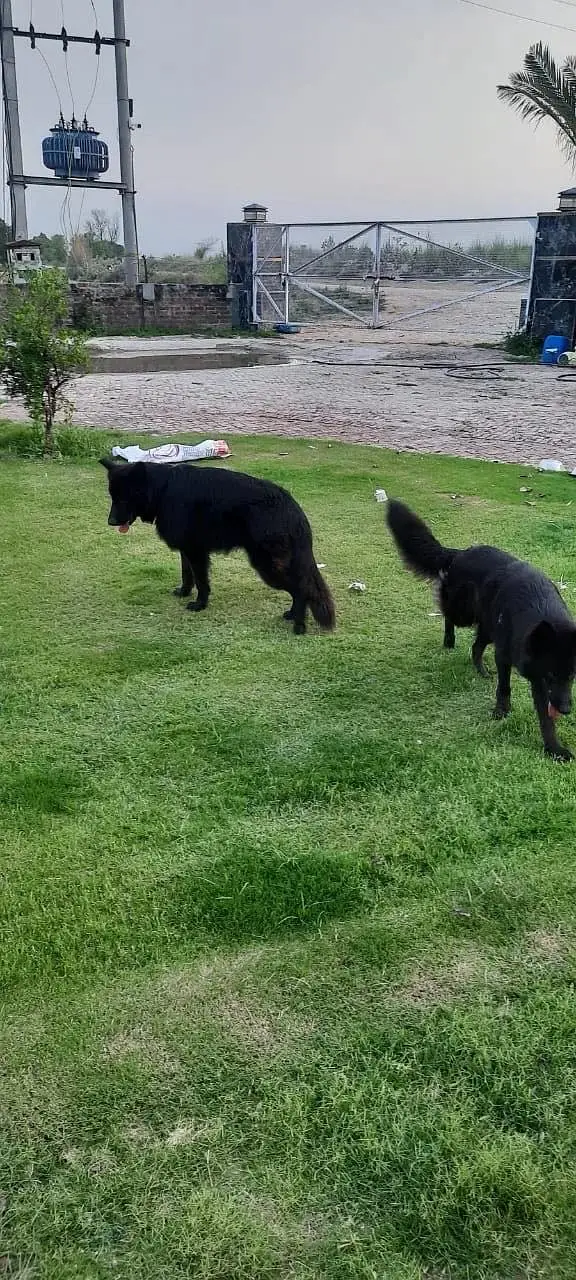 Belgium shepherd pair — photo 2
