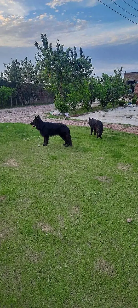 Belgium shepherd pair — photo 3