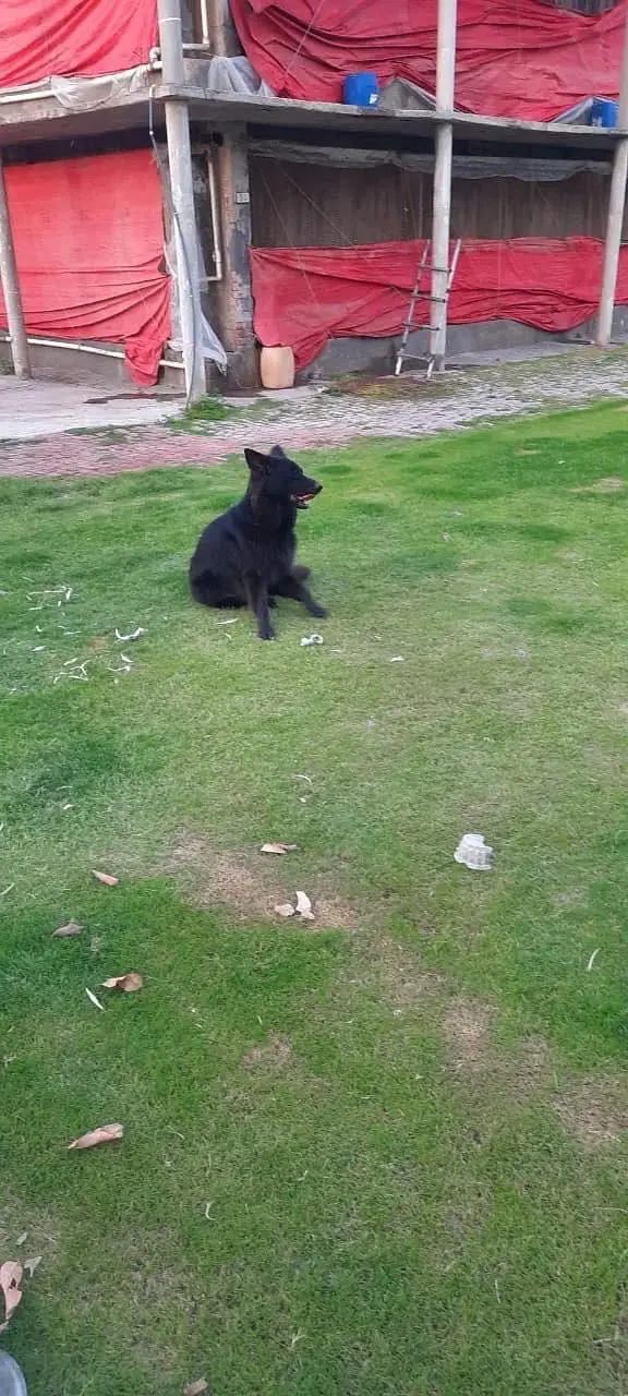 Belgium shepherd pair — photo 4