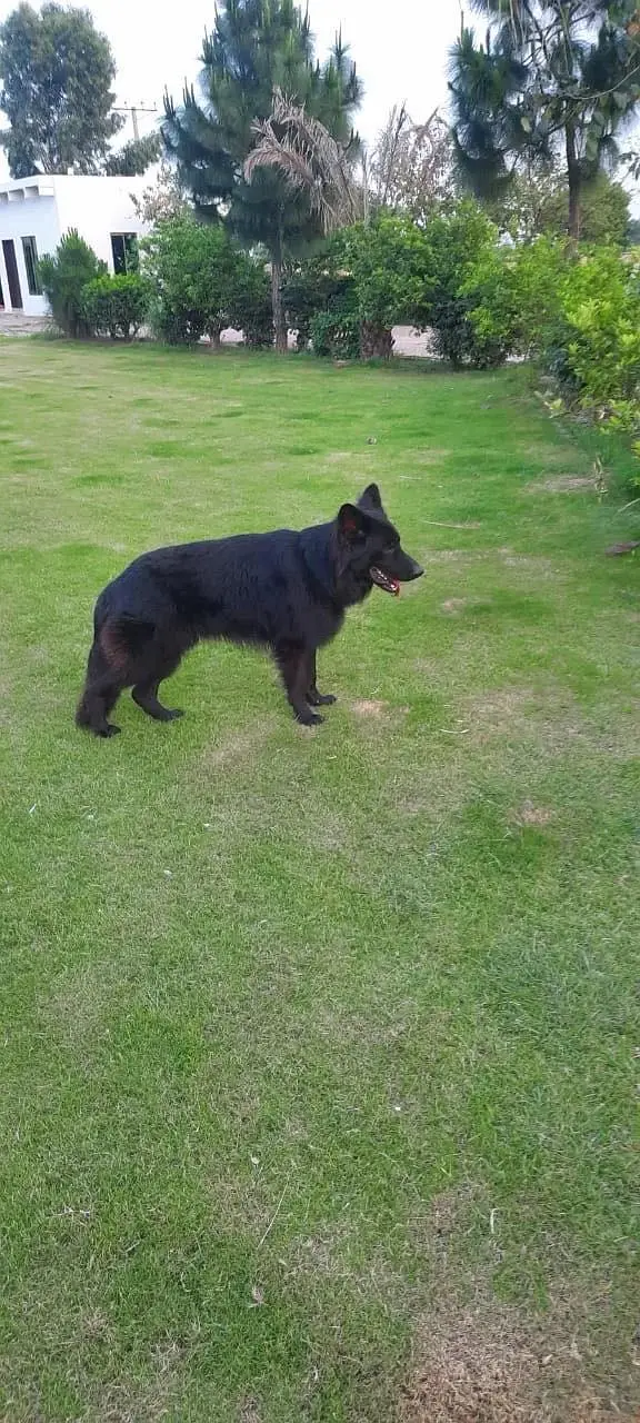 Belgium shepherd pair — photo 6