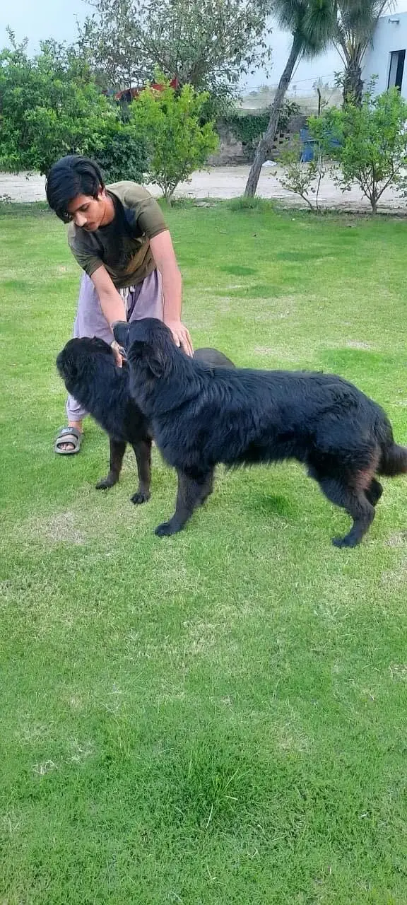 Belgium shepherd pair — photo 7