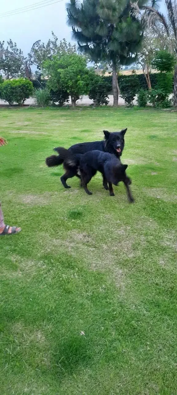 Belgium shepherd pair — photo 8