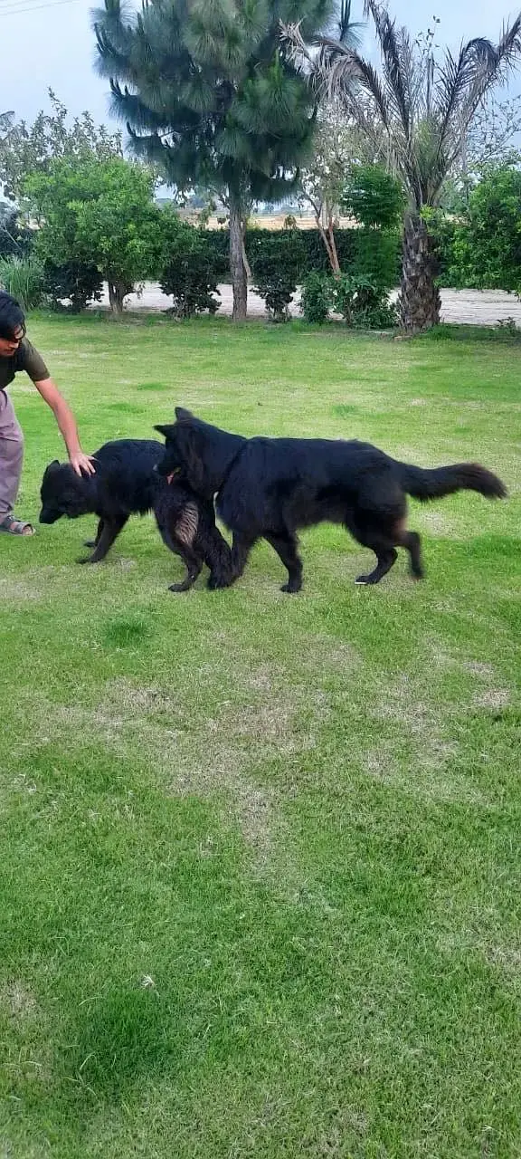 Belgium shepherd pair — photo 9