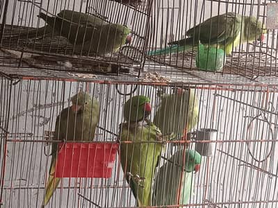 parrot