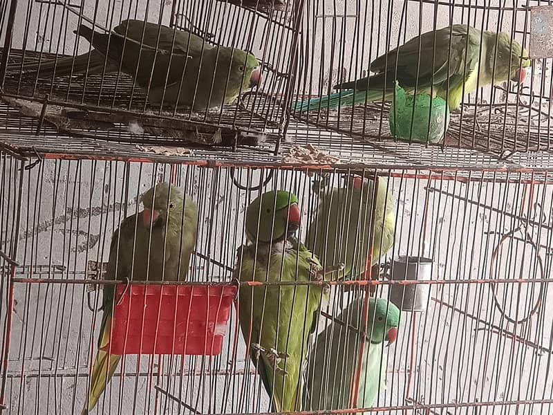 parrot 0