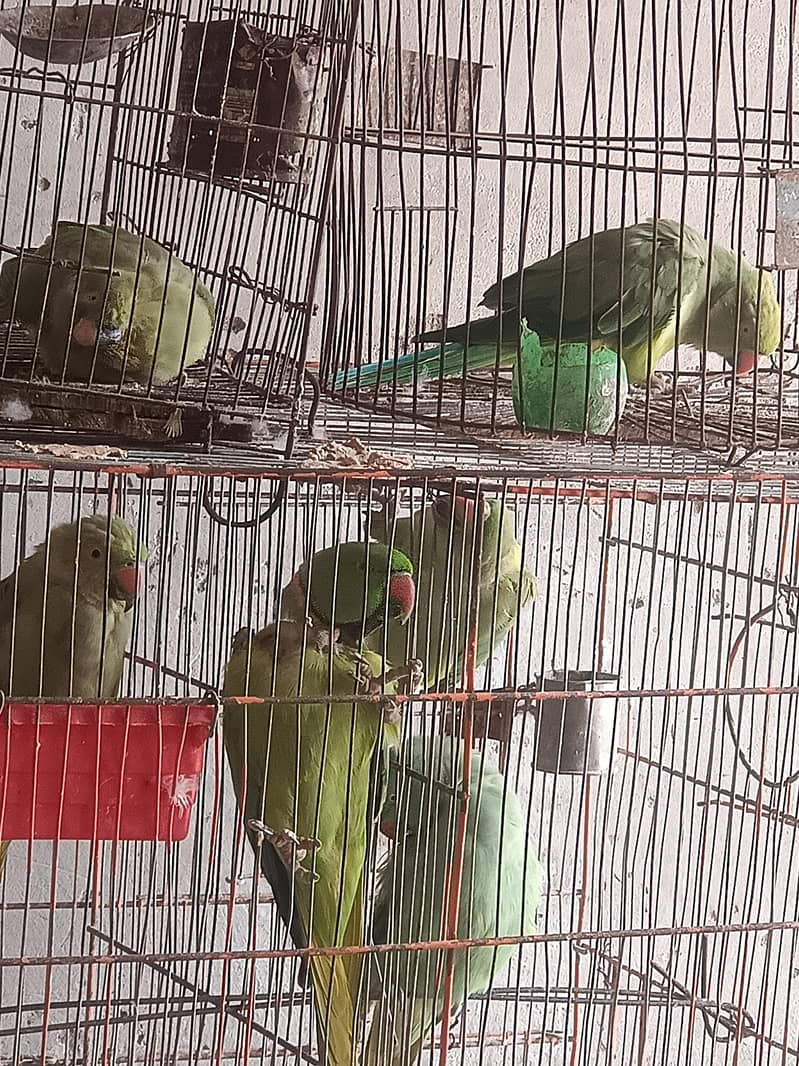parrot 1