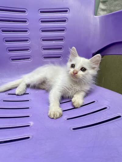 Beautiful White Persian Cat (Double Coat Hair)