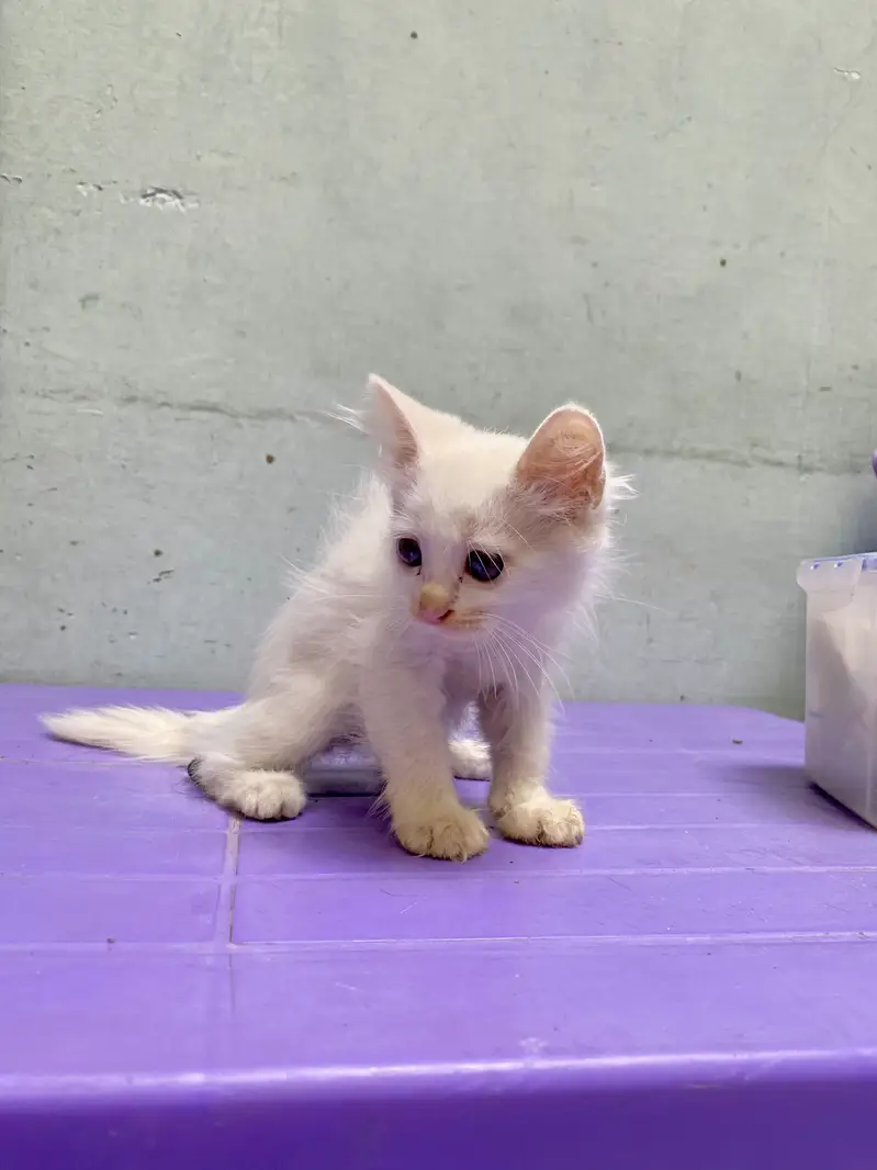 Beautiful White Persian Cat (Double Coat Hair) — photo 6
