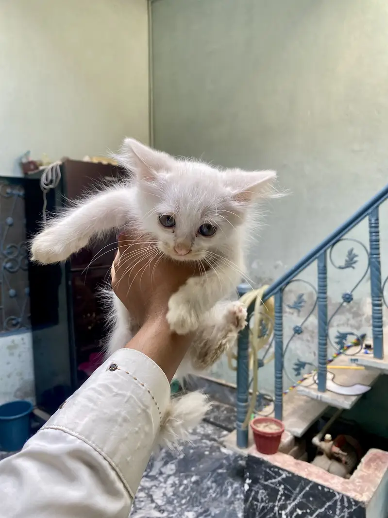 Beautiful White Persian Cat (Double Coat Hair) — photo 8