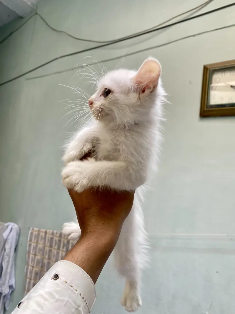 Beautiful White Persian Cat (Double Coat Hair) — photo 9