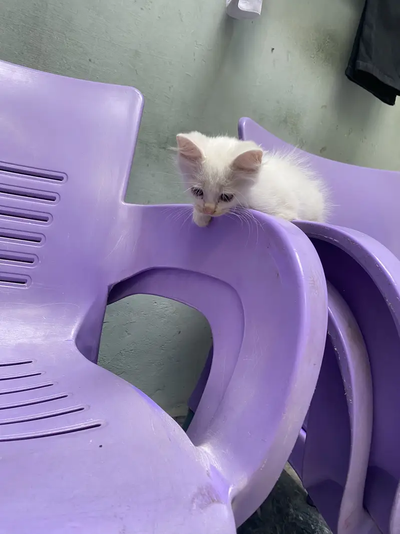 Beautiful White Persian Cat (Double Coat Hair) — photo 10